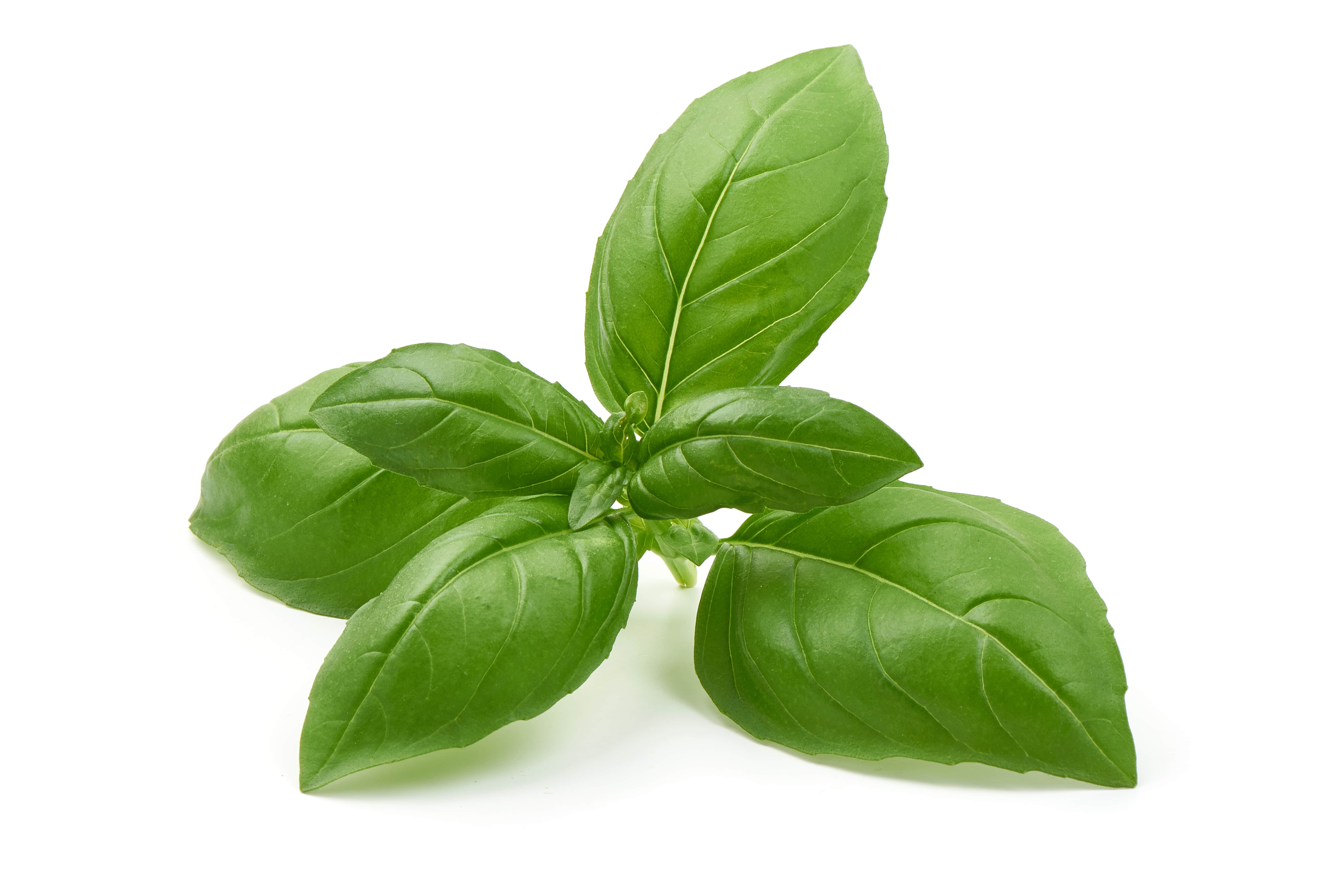 Basil (Estragole chemotype) EO (CAS N° 8015-73-4)