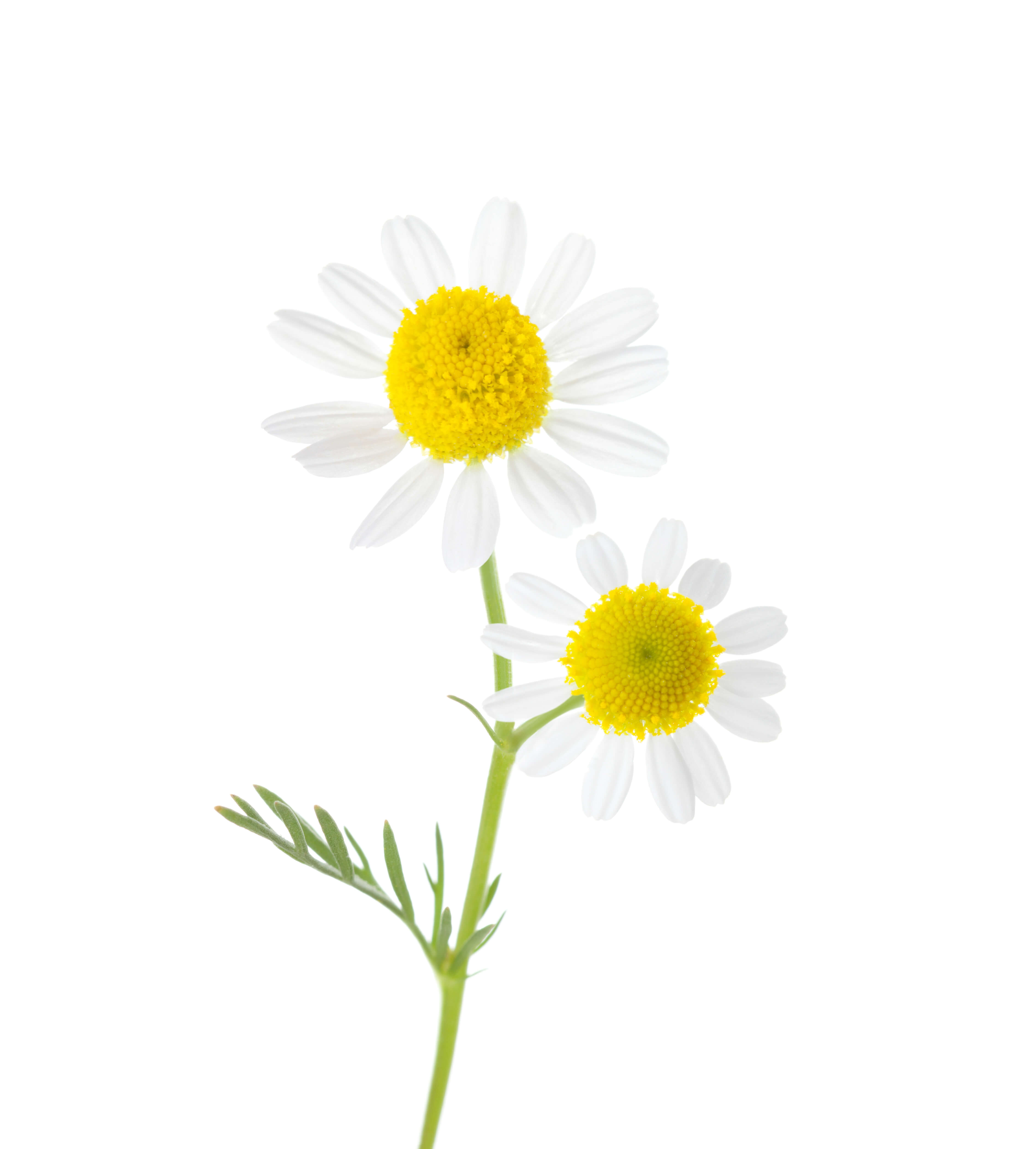 Blue Chamomile EO (CAS N° 8002-66-2)