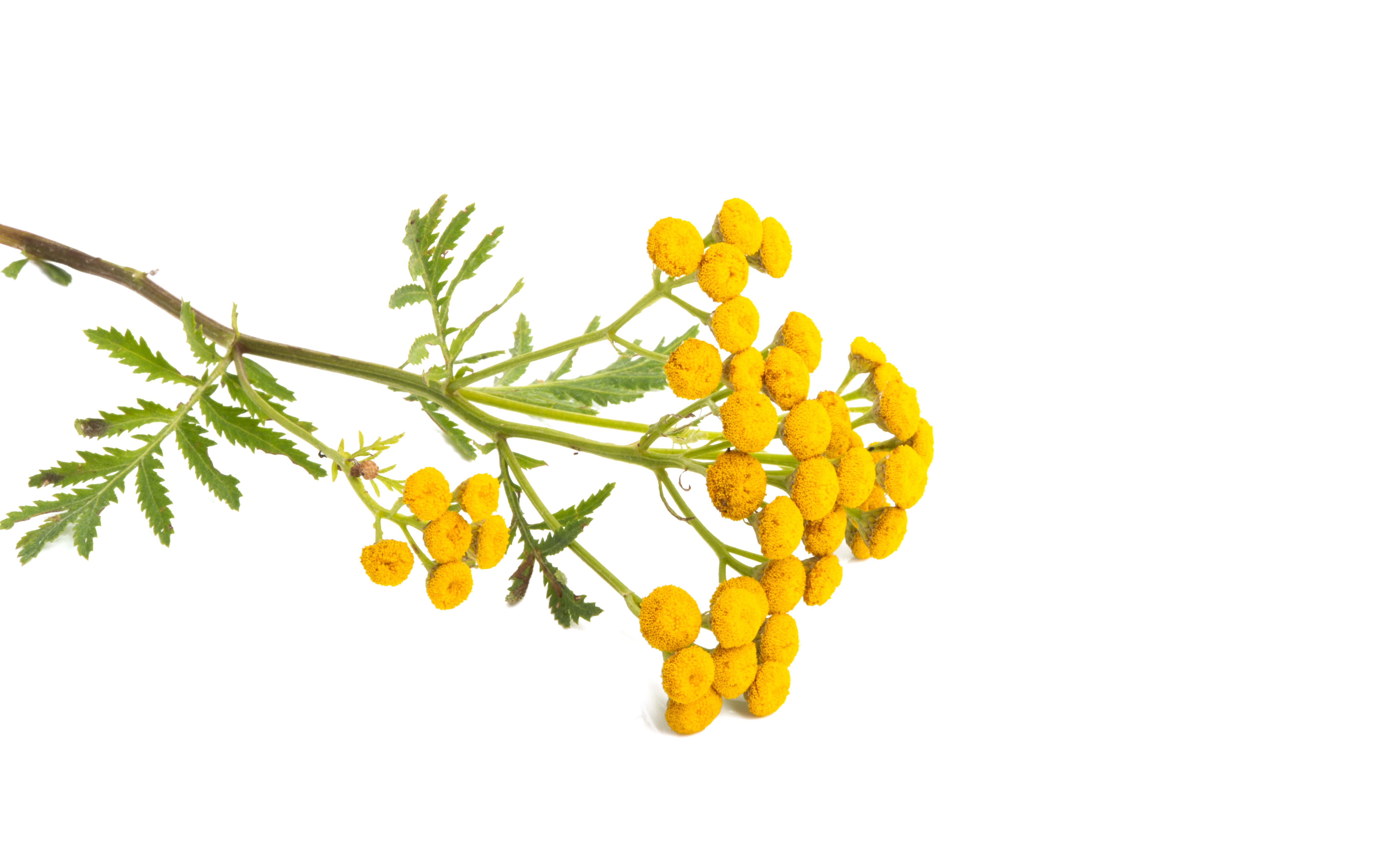 Blue Tansy EO (CAS N° 8016-87-3)