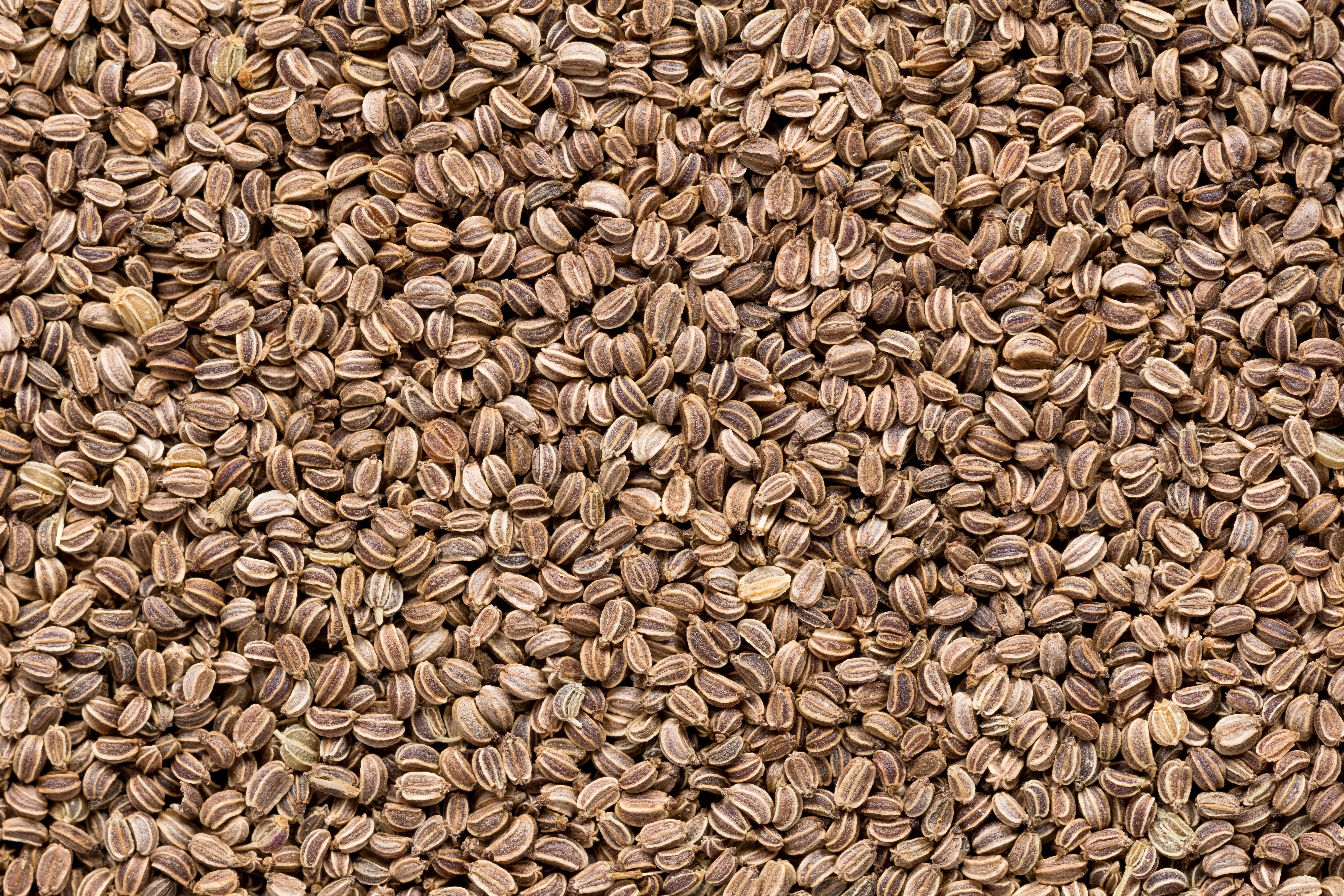 Celery Seed EO (CAS N° 8015-90-5)