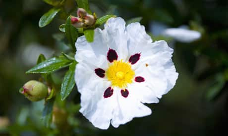 Cistus Labdanum Absolute Green (CAS N° 8016-26-0)