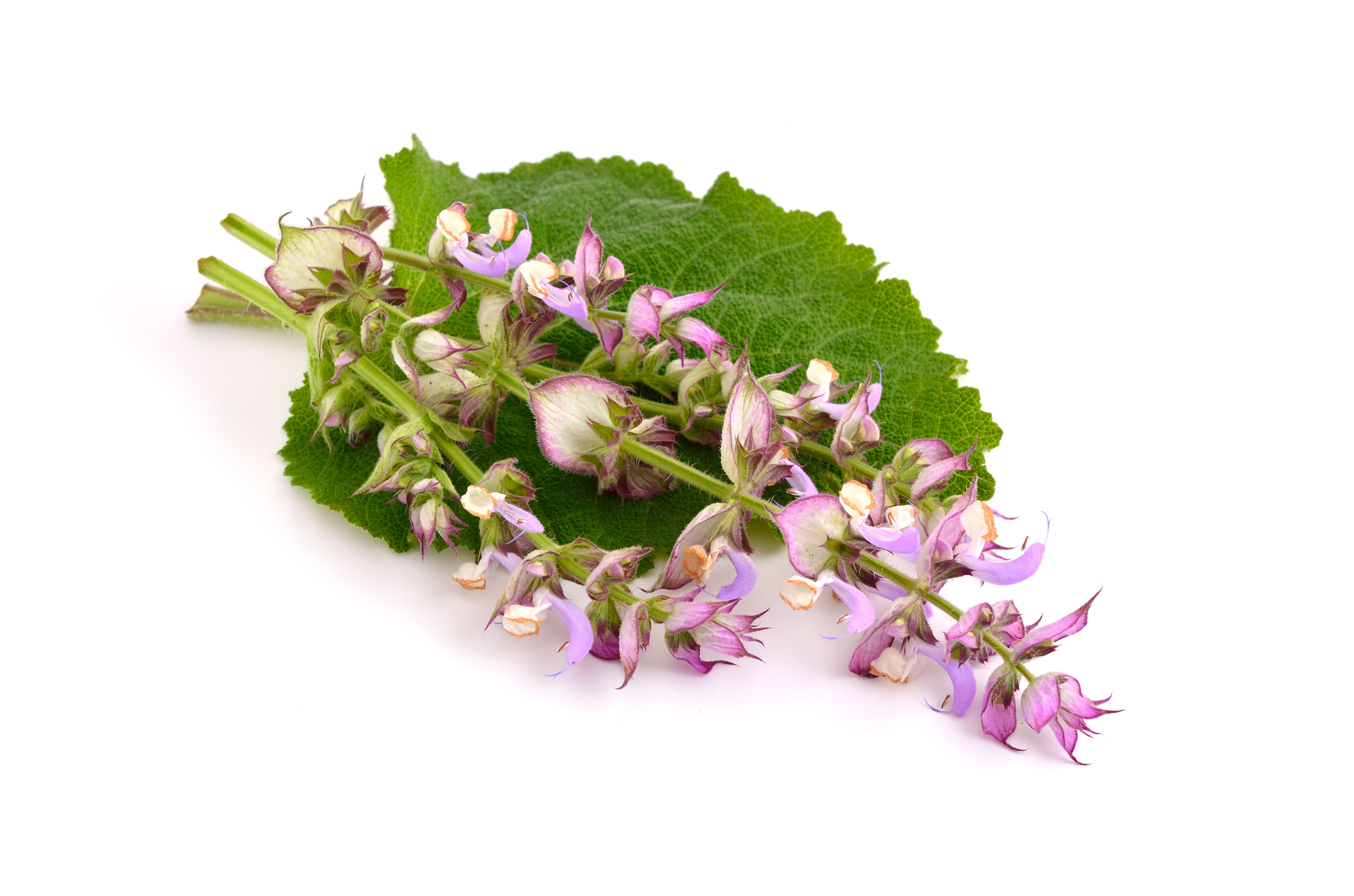 Clary Sage EO (CAS N° 8016-63-5)