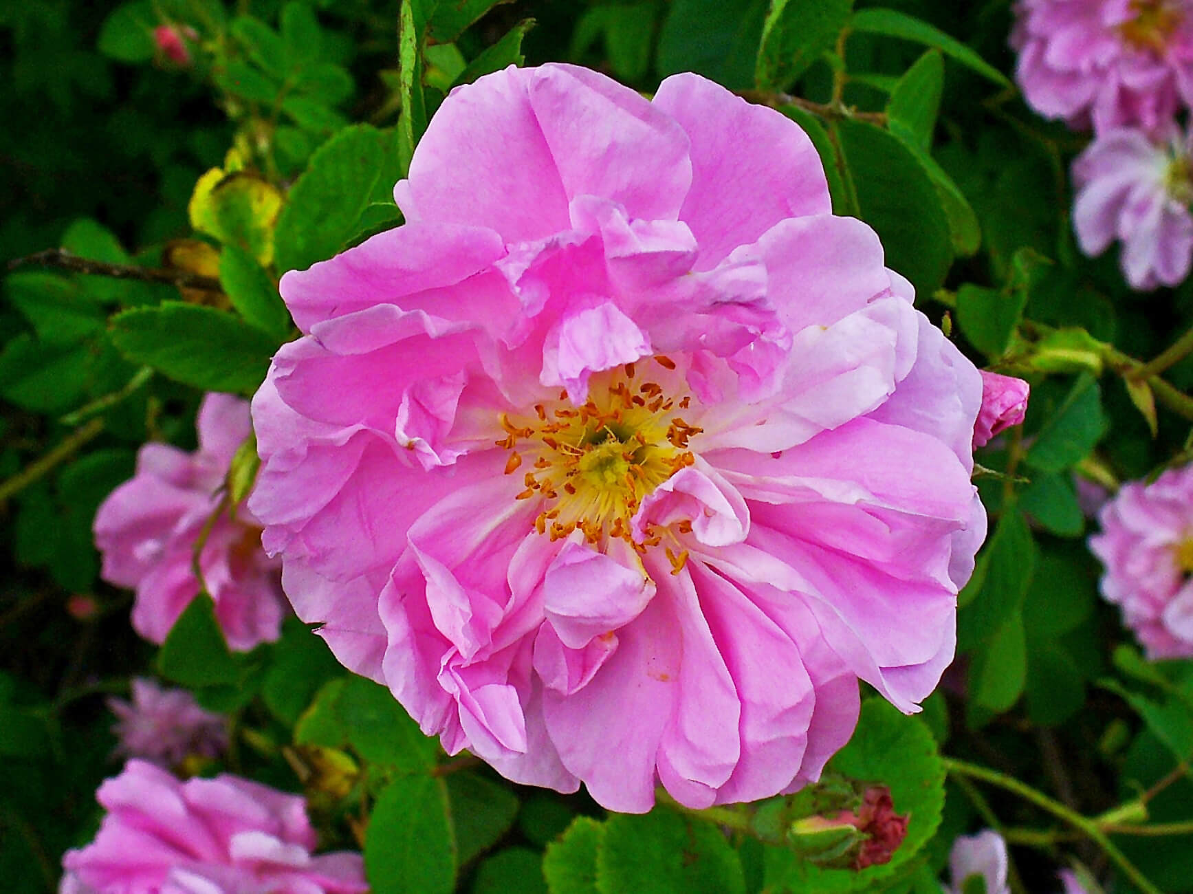 Damask Rose Absolute (CAS N° 8007-01-0)