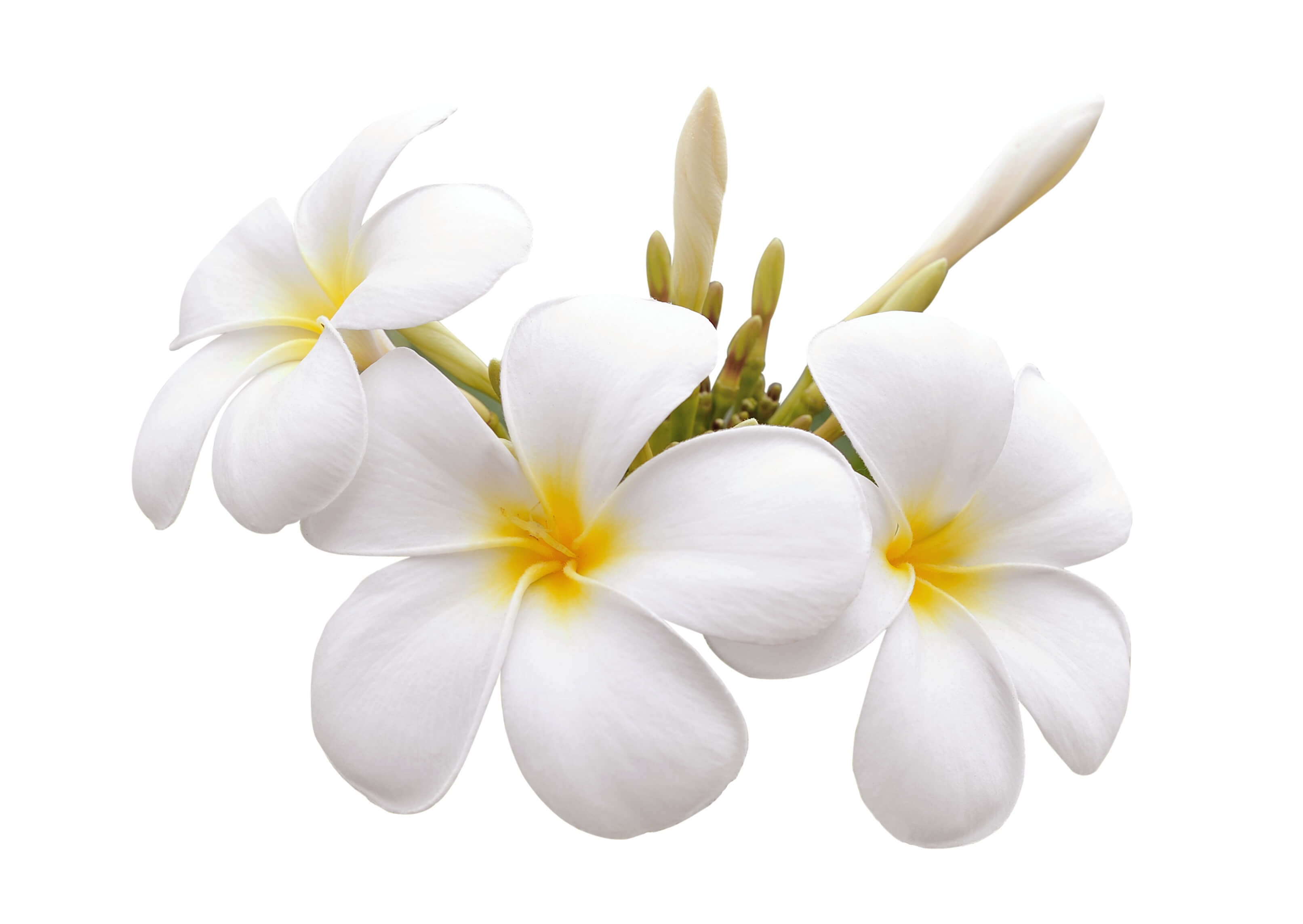 Frangipani Absolute (CAS N° 94350-02-4)