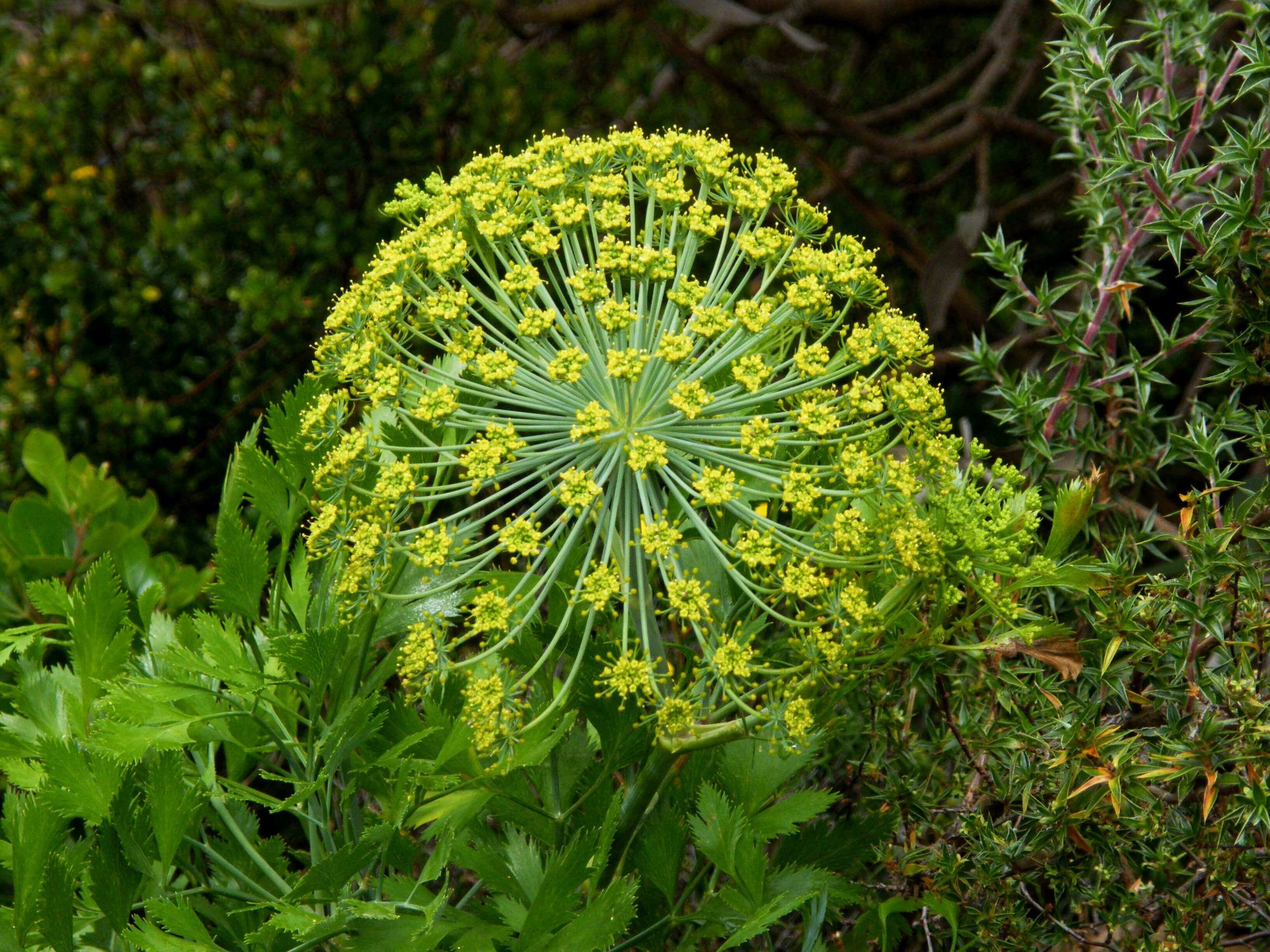 Galbanum Resinoid (CAS N° 8023-91-4)