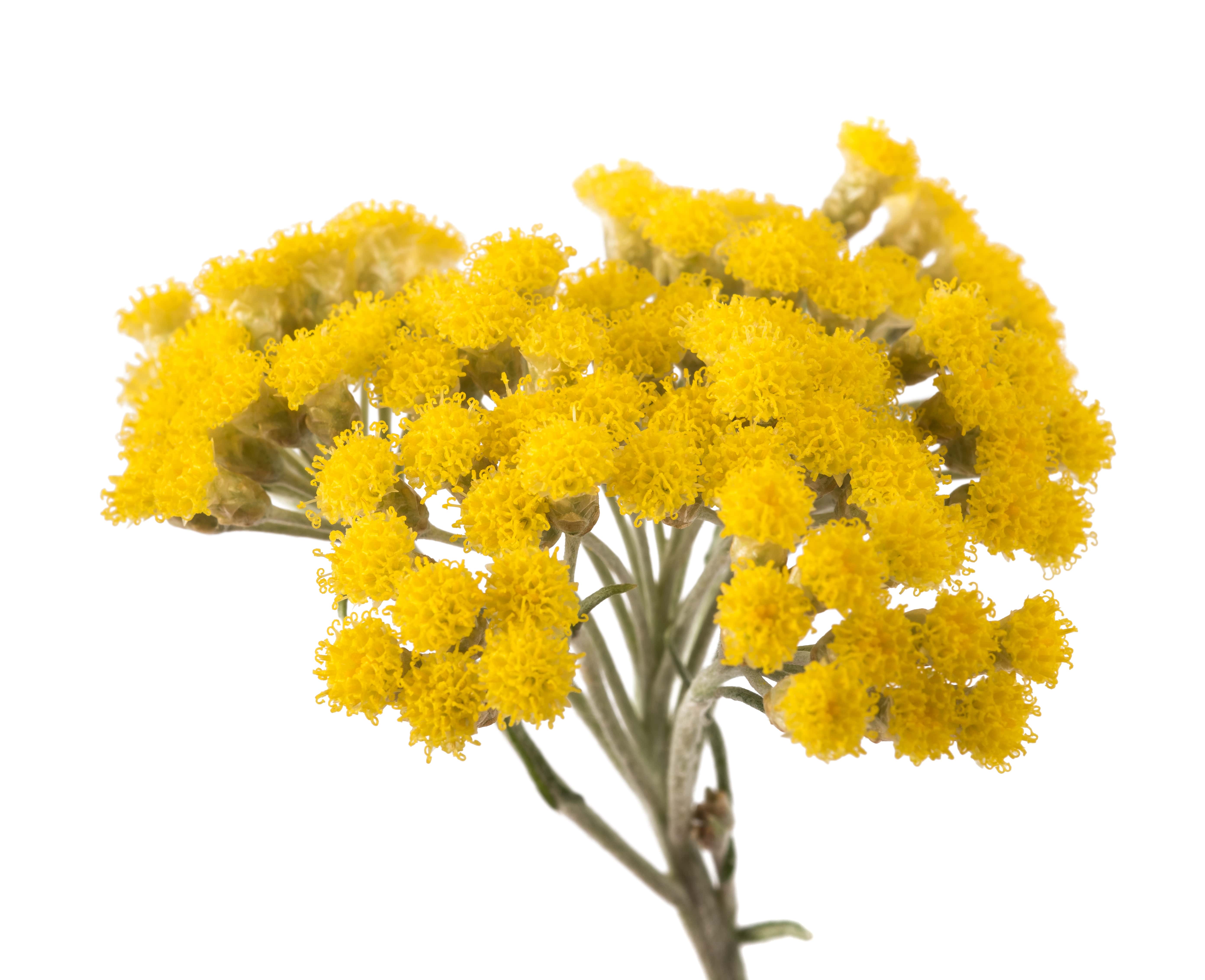 Immortelle Absolue (N° CAS 8023-95-8)