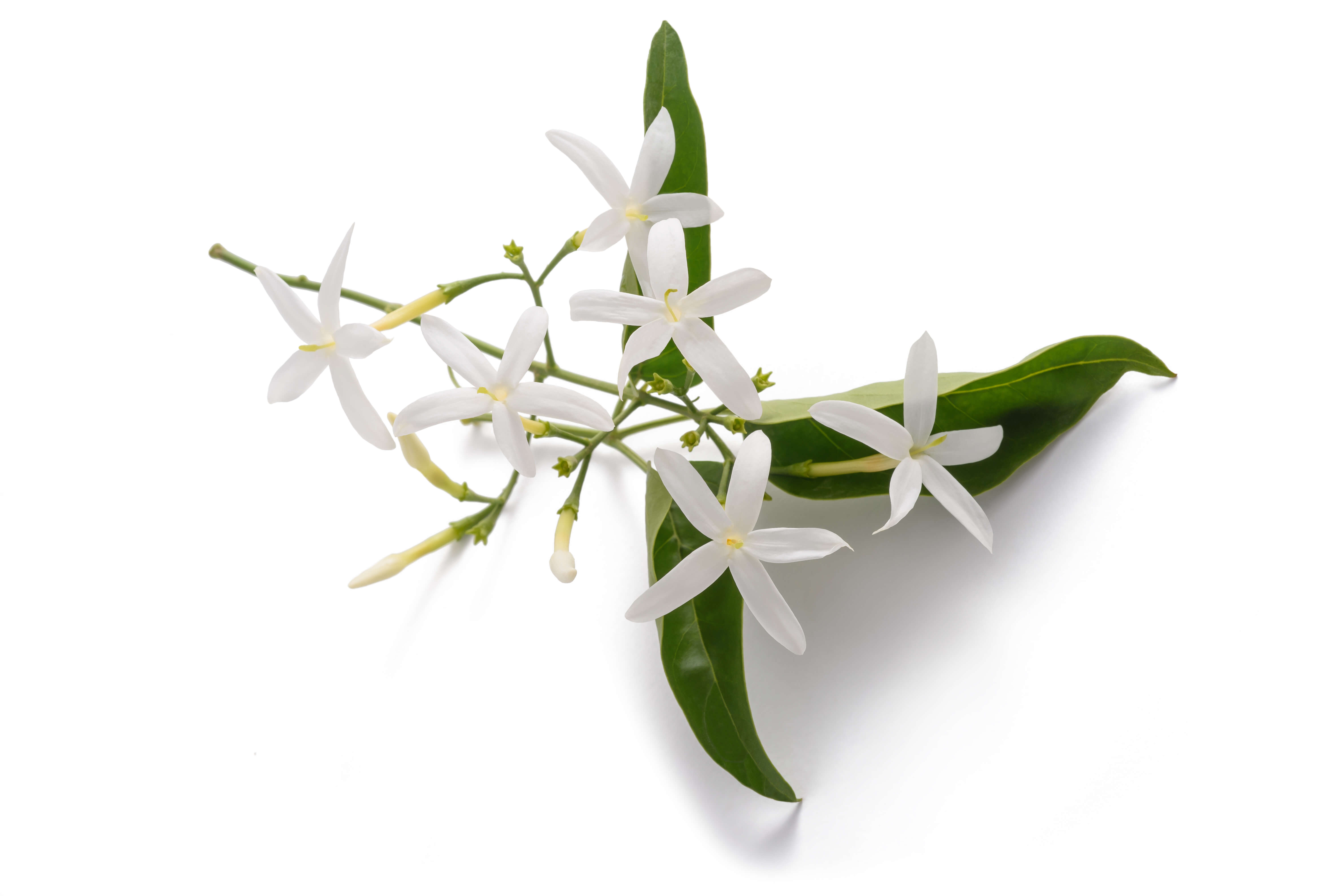 Jasmin Grandiflorum Absolue (N° CAS 8022-96-6)