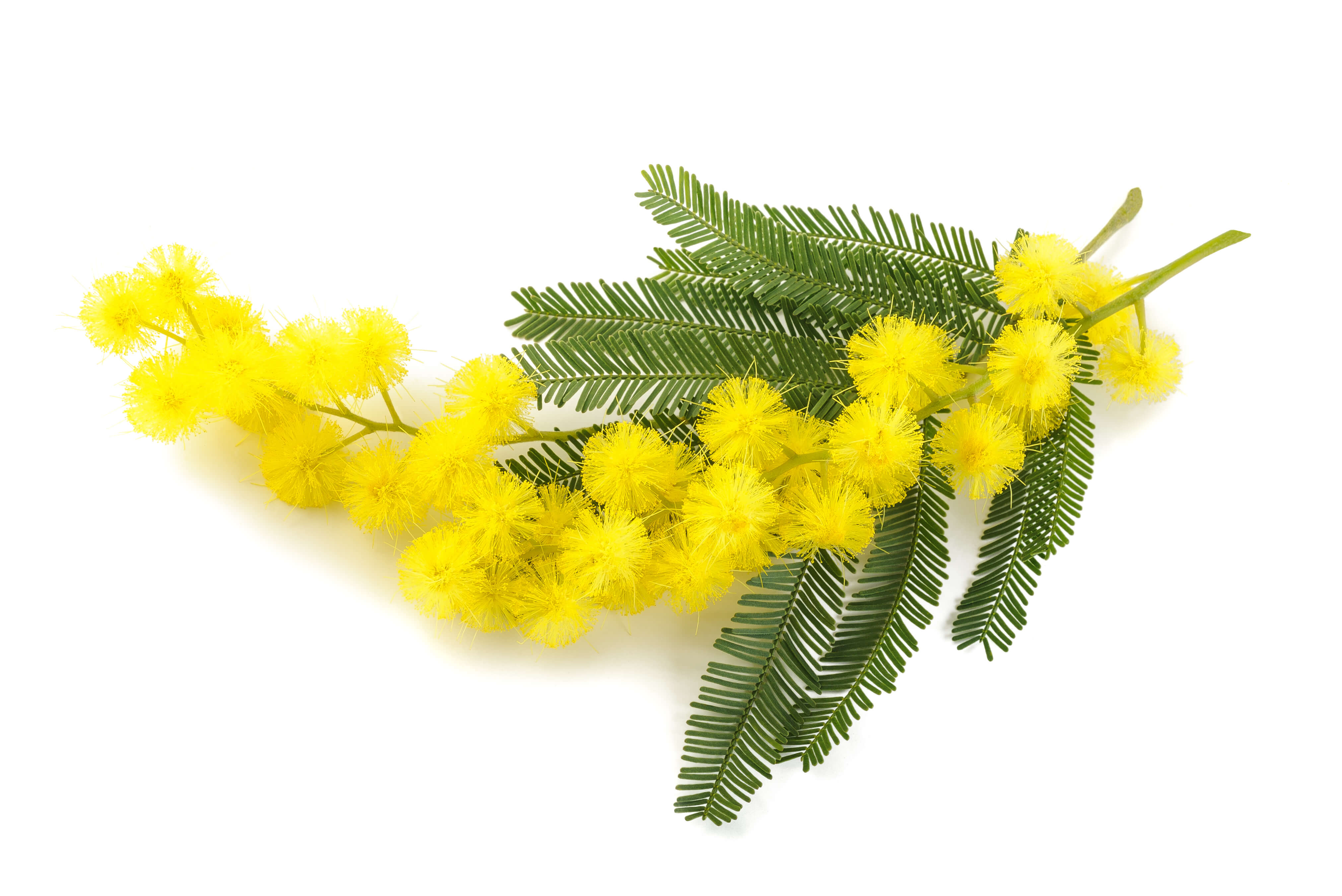 Mimosa Absolue (N° CAS 8031-03-6)