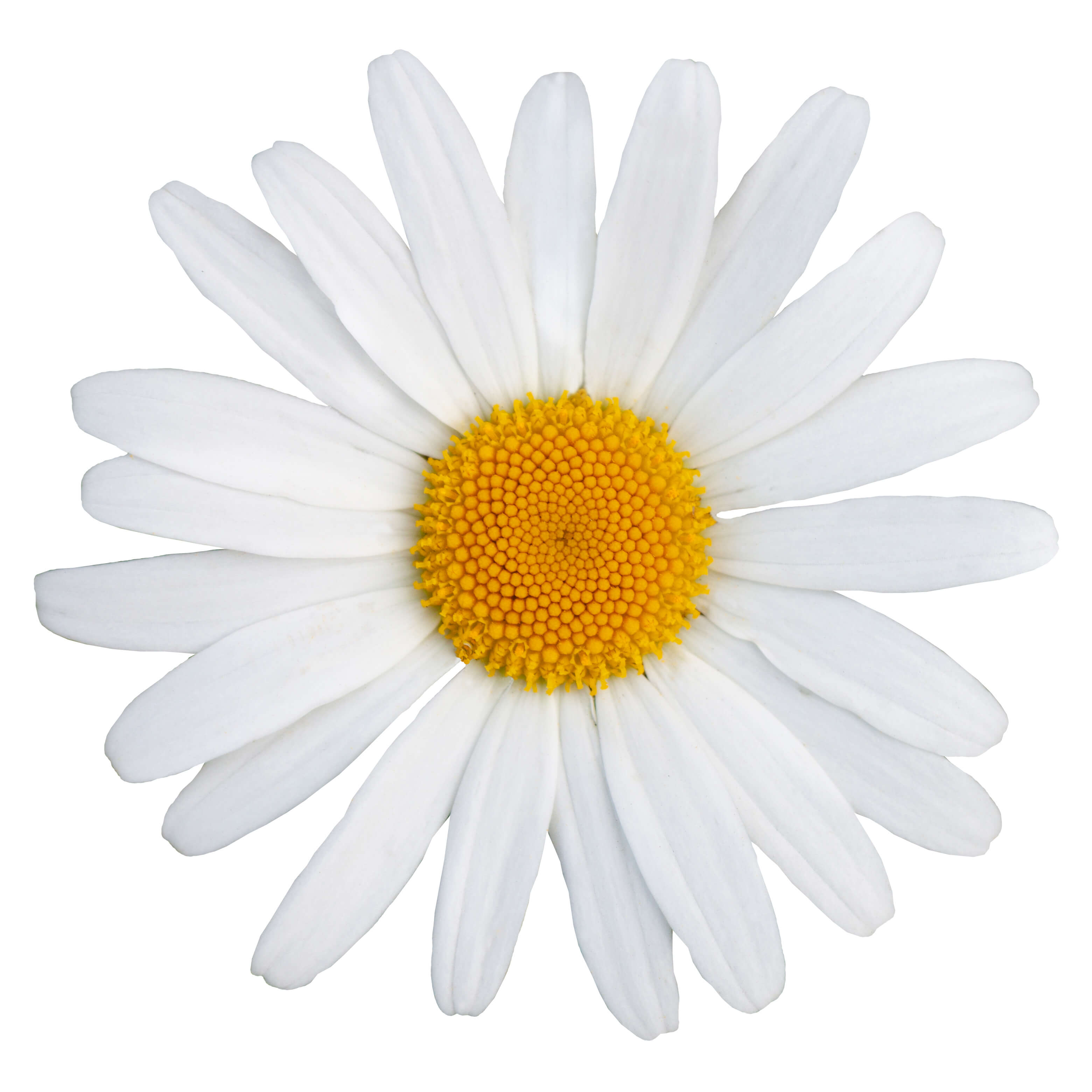 Roman Chamomile EO (CAS N° 8015-92-7)