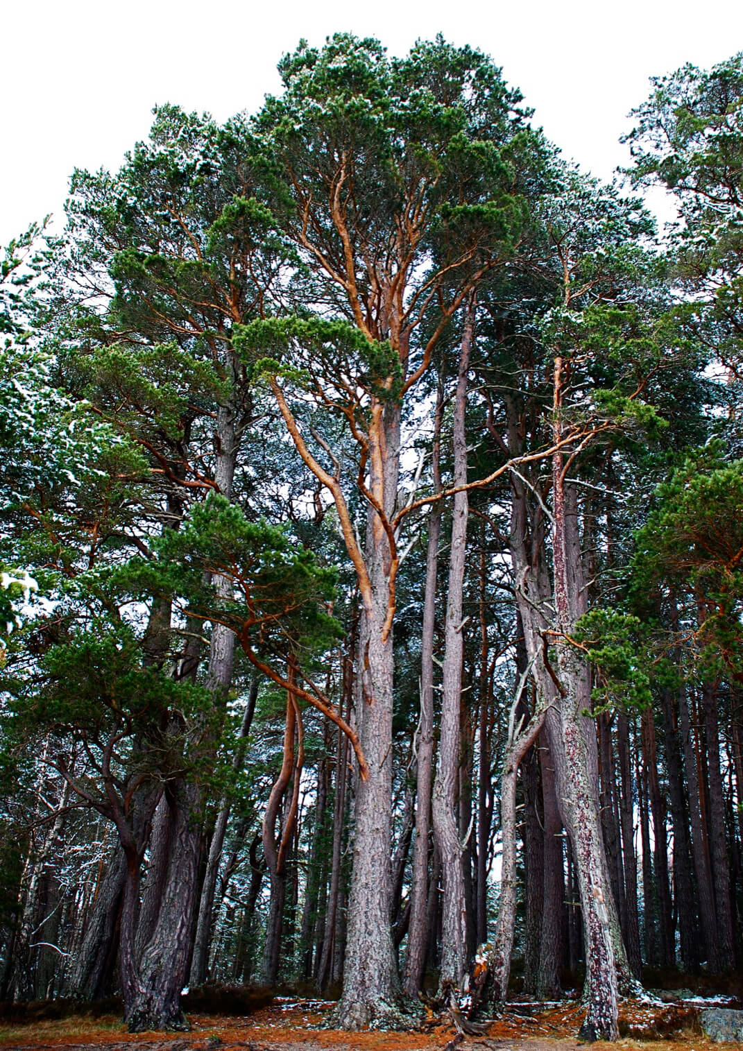 Scots Pine EO (CAS N° 8023-99-2)