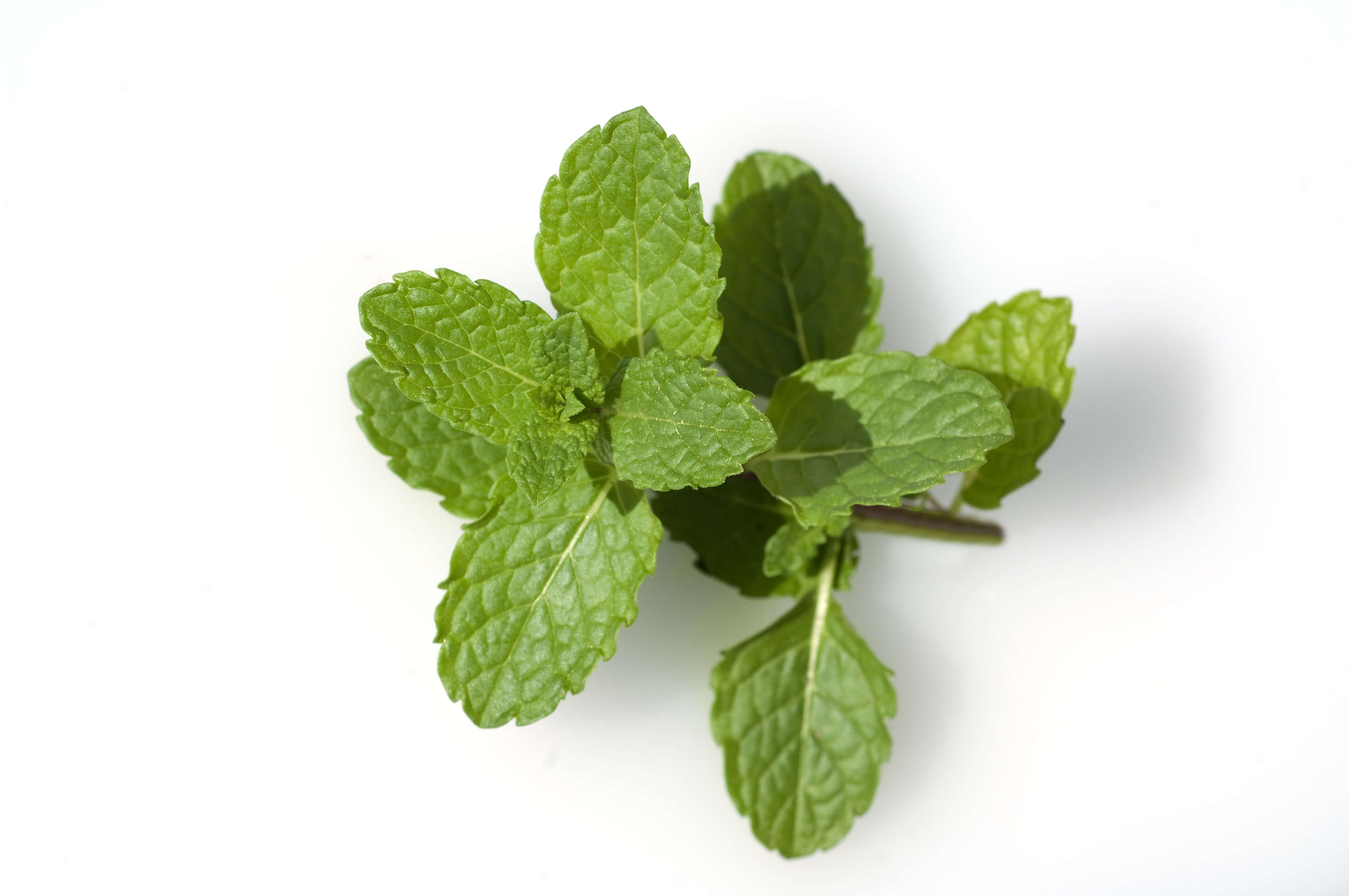 Spearmint EO (CAS N° 8008-79-5)