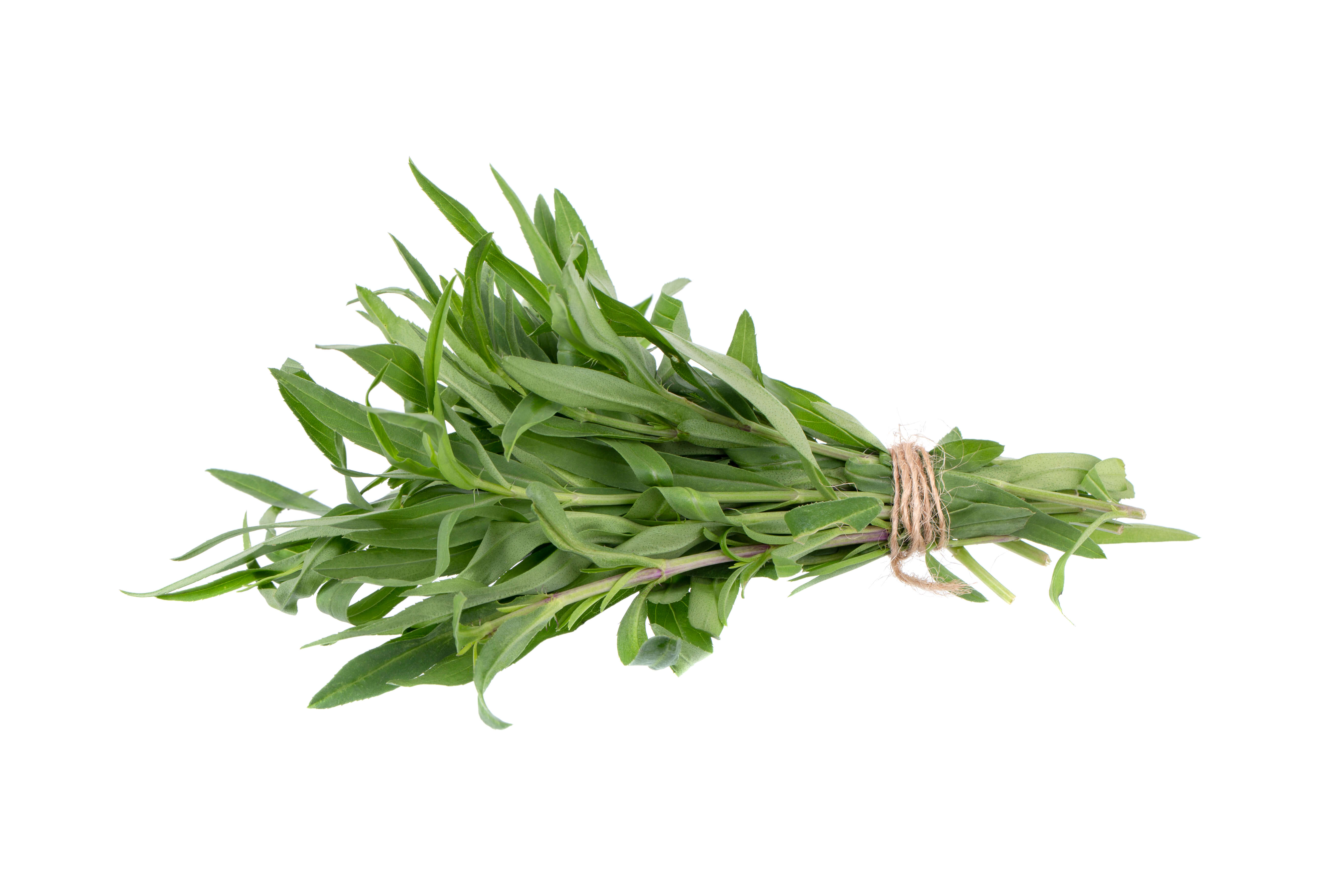 Tarragon EO (CAS N° 8016-88-4)