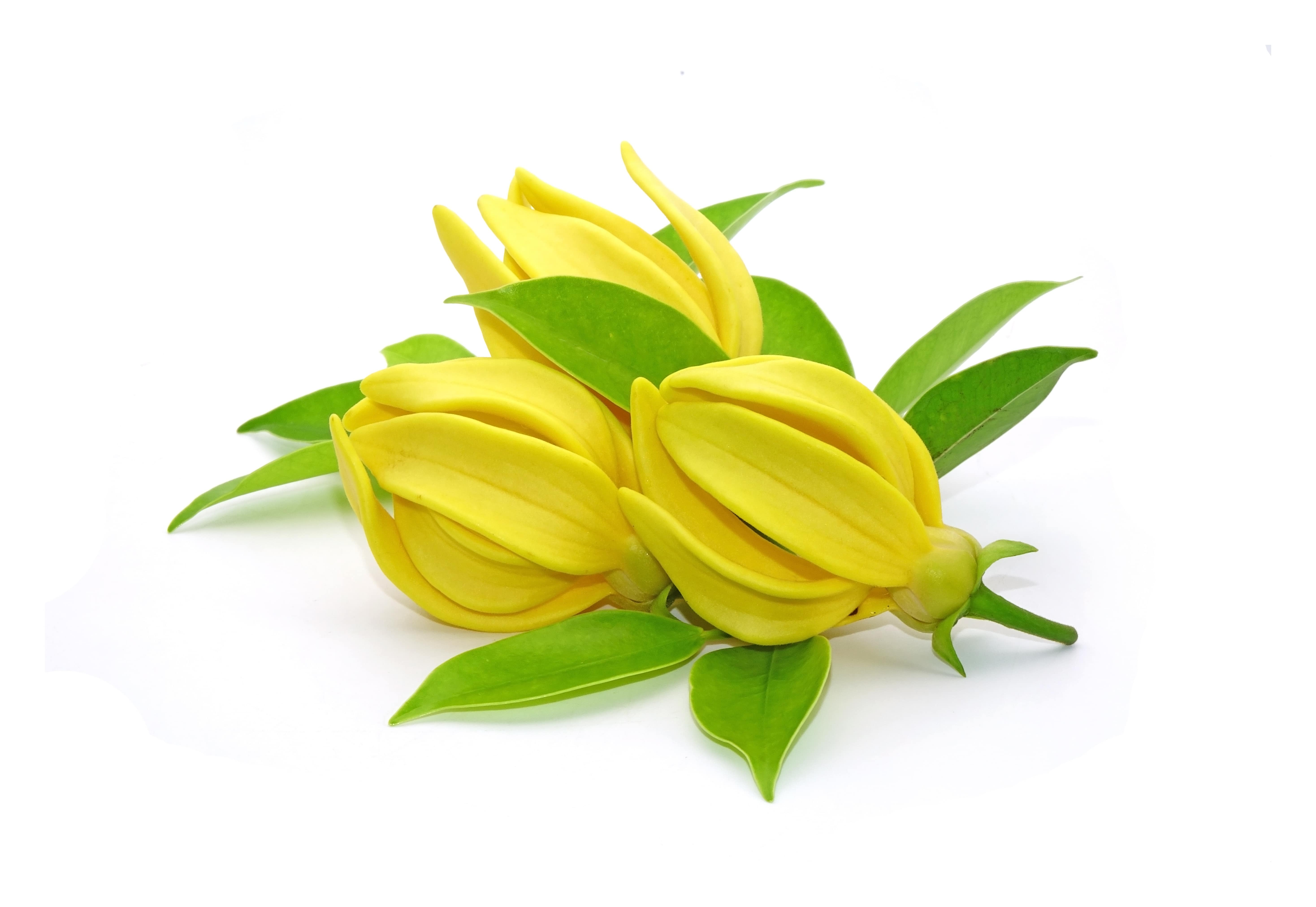 Ylang-Ylang Complete EO (CAS N° 8006-81-3)